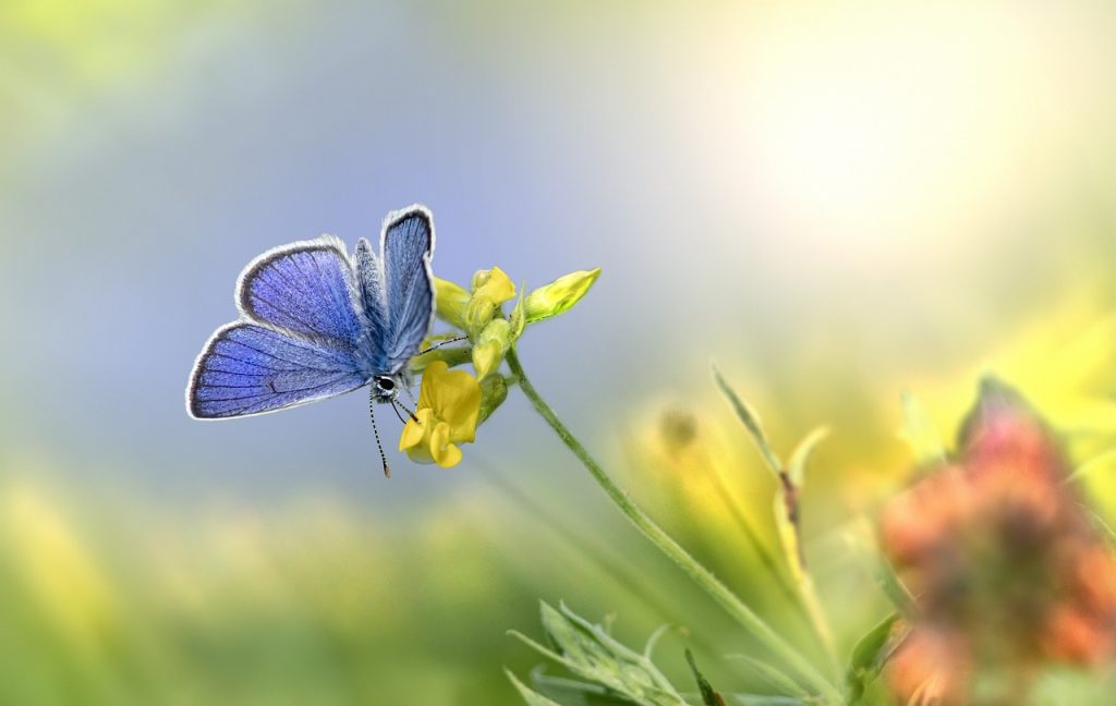 mazarine blue butterfly, butterfly, flowers-6400060.jpg